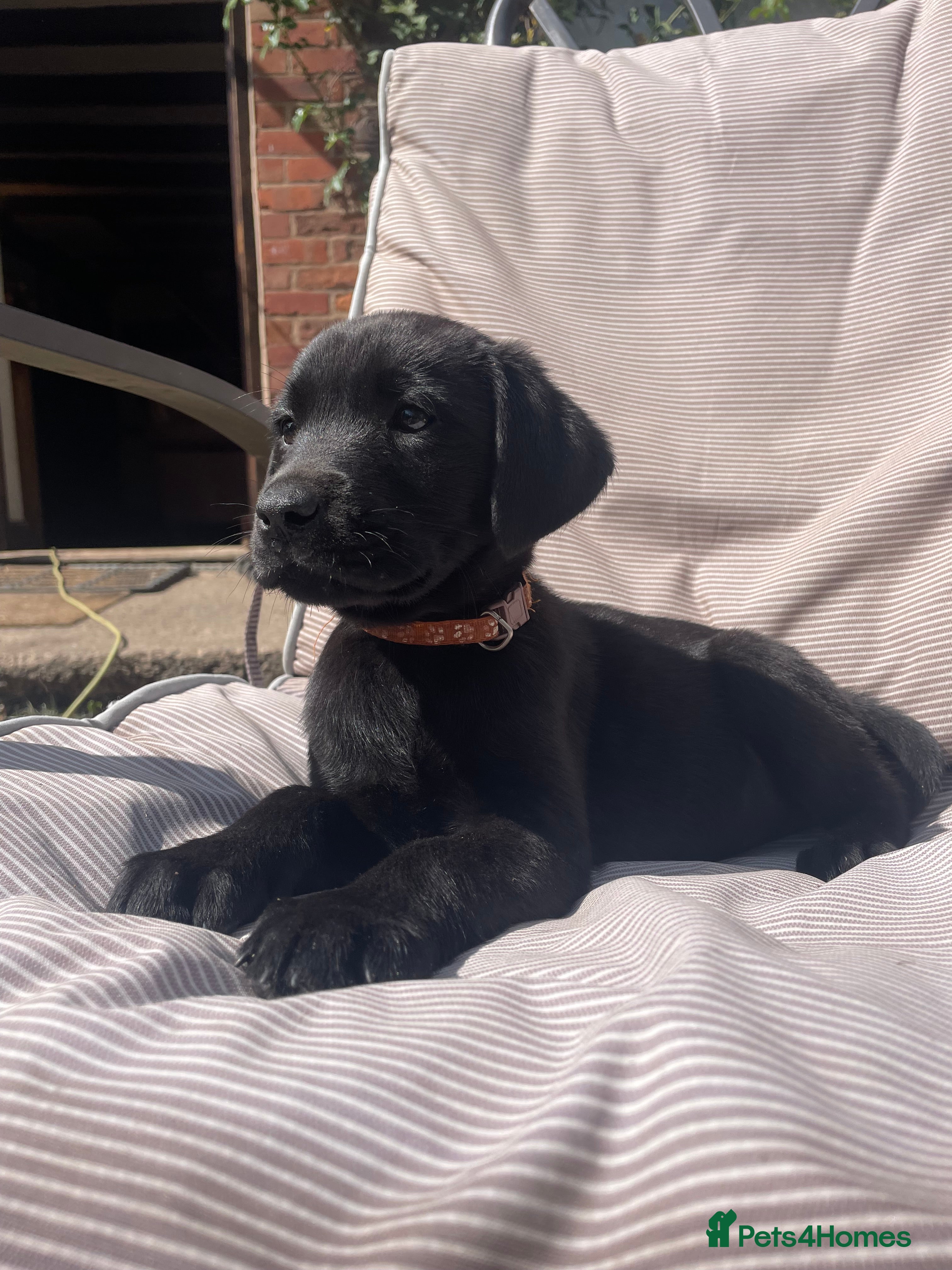 Labrador Retriever dogs Beautiful Chunky Labrador Puppies  - Advert 2