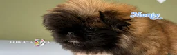 Pekingese dogs for sale: 💙OUTSTANDING QUALITY BOY 💙 champion lines in Gateshead - Advert 6