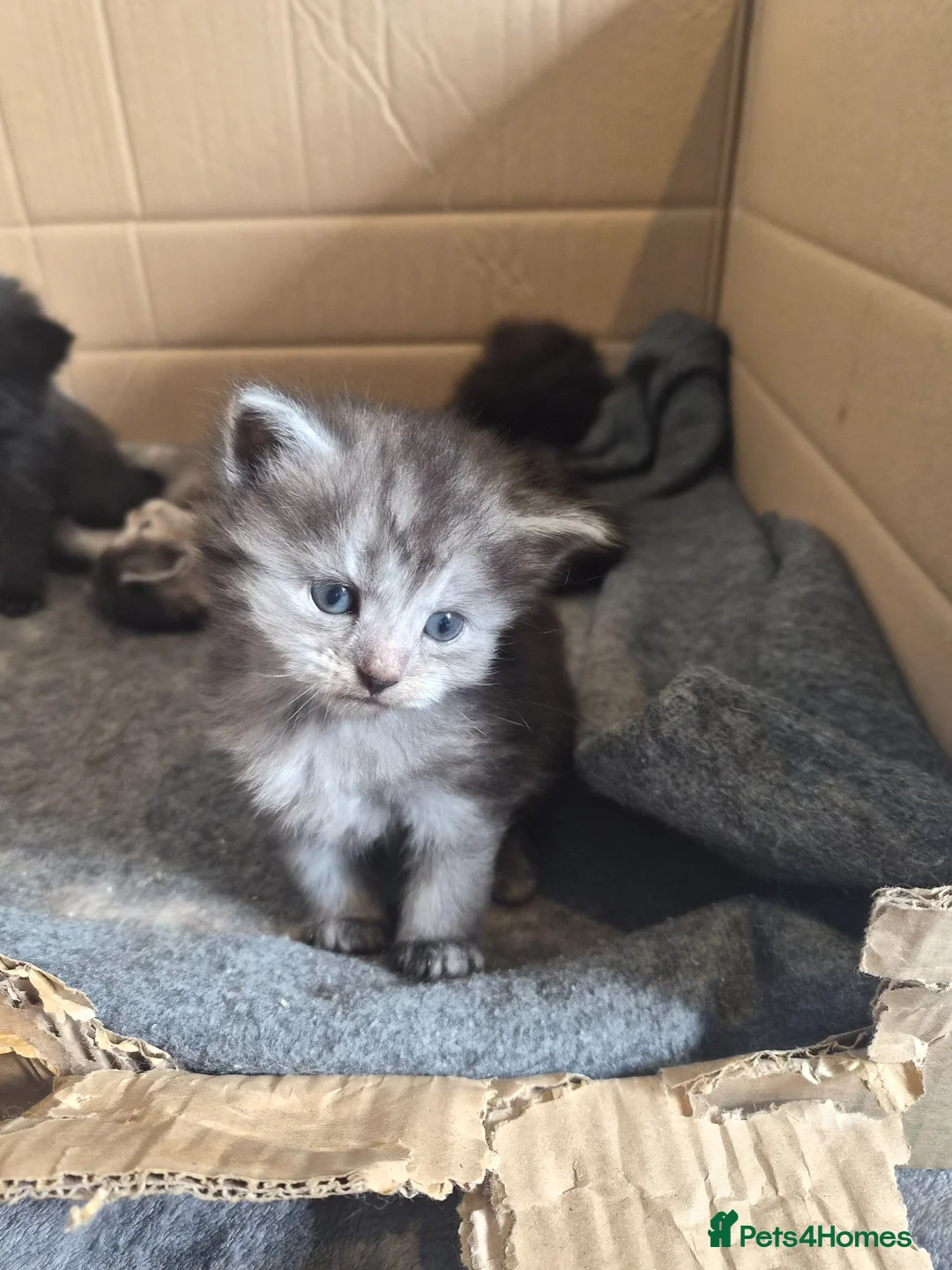 Maine Coon cats for sale: 3/4 main coon 2 Girls 1 Boy - Advert 11