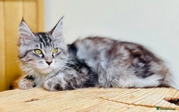 Maine Coon cats for sale: Beautiful pure bread Maine Coon kittens - Image 29