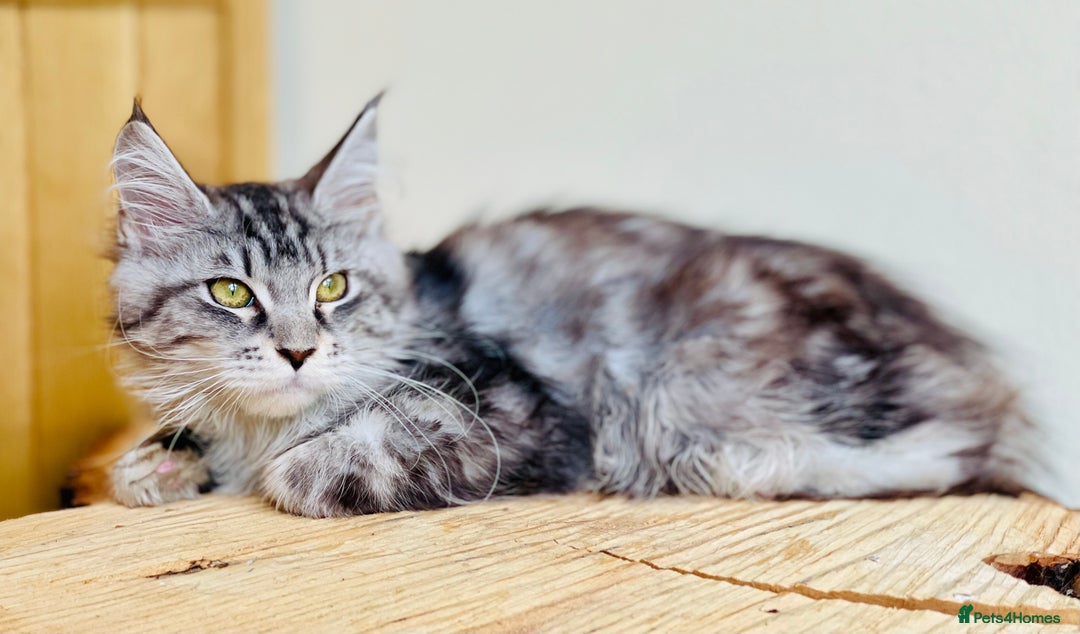 Maine Coon cats for sale: Beautiful pure bread Maine Coon kittens - Image 29