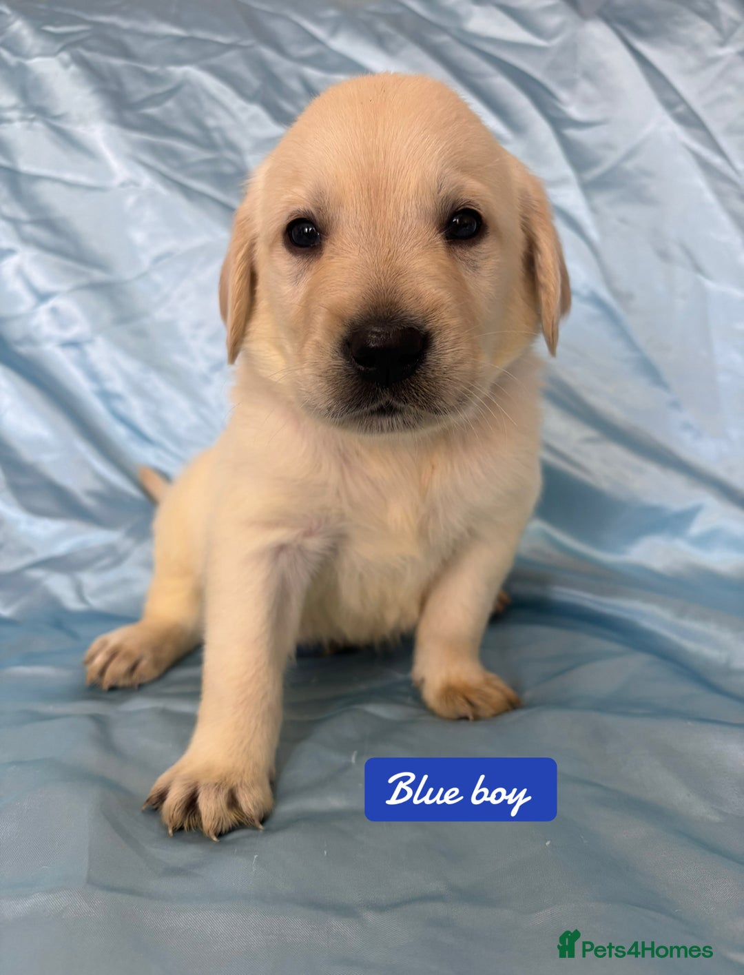 Goldador dogs for sale: 🤍🦮White Goldador Puppies🦮🤍 in Bridgend - Image 2