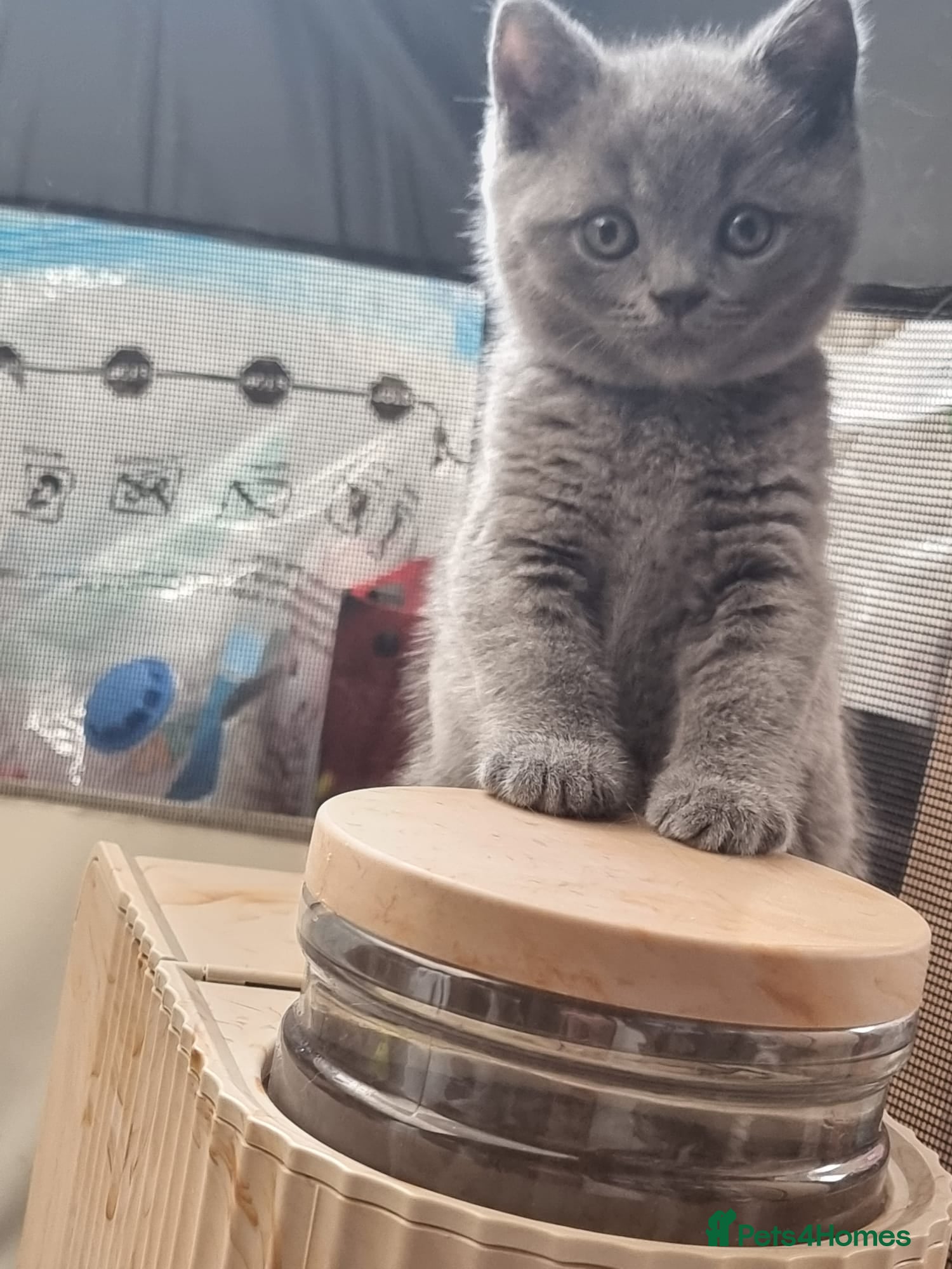 British Shorthair cats Left 3 BSH Kittens Pedigree GCCF Ready 2 July 2026 - Advert 2
