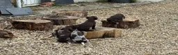 German Shorthaired Pointer dogs for sale: Litter of nine family raised GSPs  - Advert 8