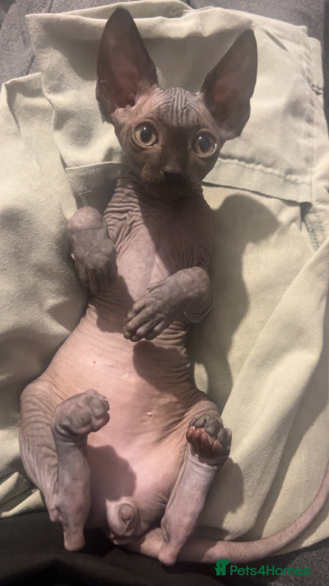 Sphynx cats for sale: Canadian Sphyx  - Advert 1