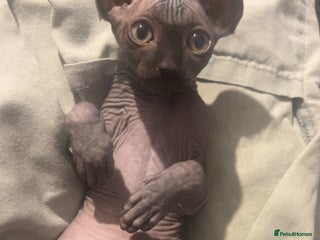 Sphynx cats Canadian Sphyx - Advert 1