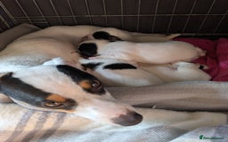 Jack Russell dogs for sale: Delightful Jack Russell Puppies  - Image 19