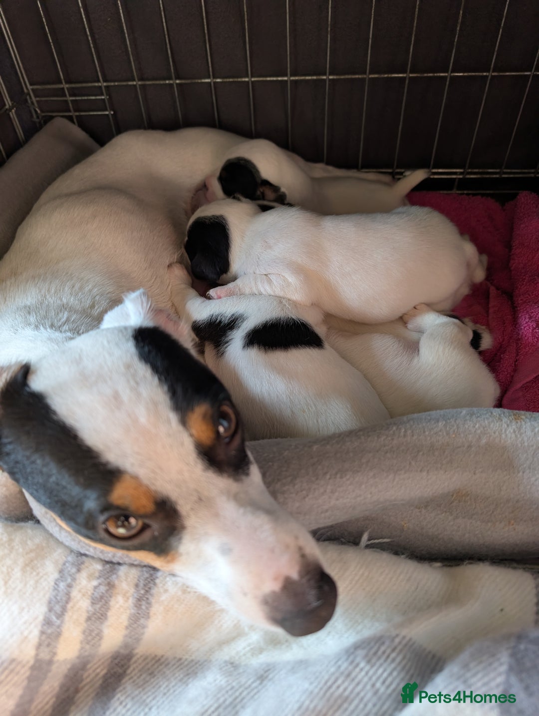 Jack Russell dogs for sale: Delightful Jack Russell Puppies  - Image 19
