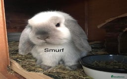 Mini Lop rabbits for sale: Adult Mini Lop Bunnies Available For Rehoming - Image 7