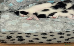 British Shorthair cats for sale: Sweet kitty  - Advert 4