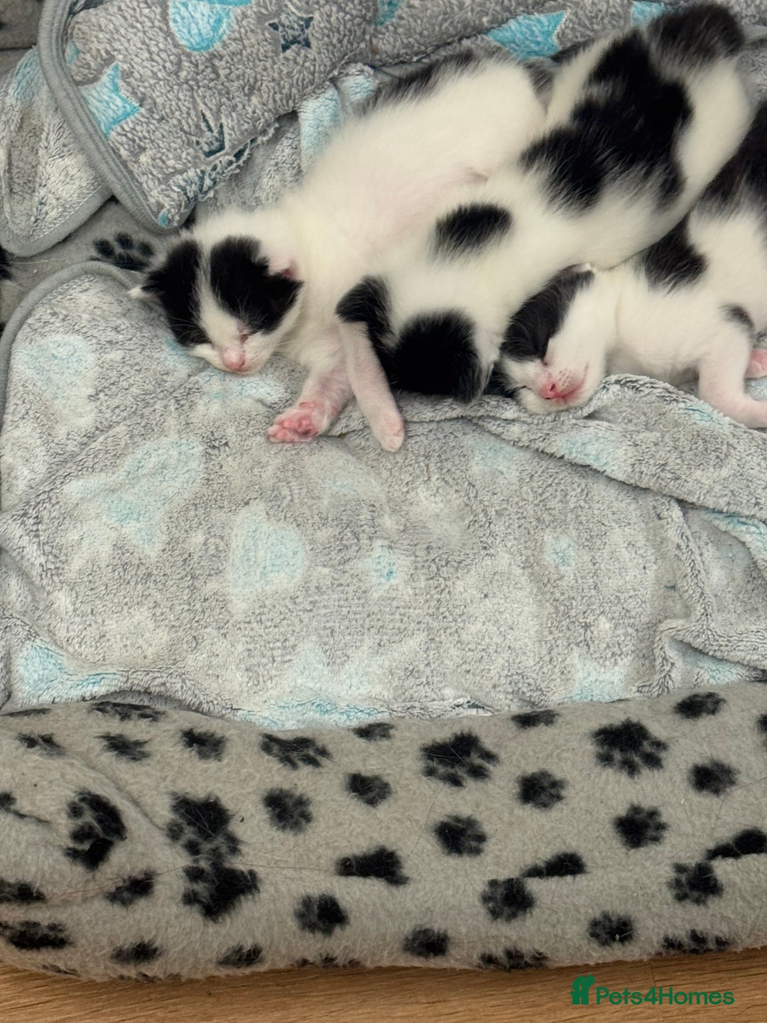 British Shorthair cats for sale: Sweet kitty  - Advert 4