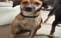 Mixed Breed dogs for adoption: Sara - Norwich Norfolk  - Image 26