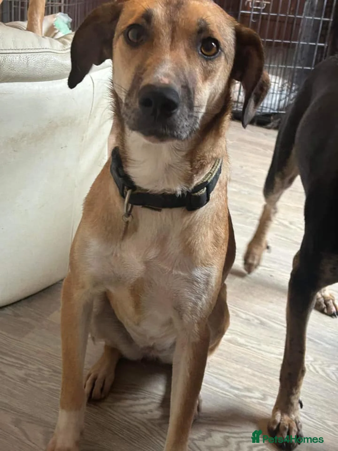 Mixed Breed dogs for adoption: Sara - Norwich Norfolk  - Advert 26