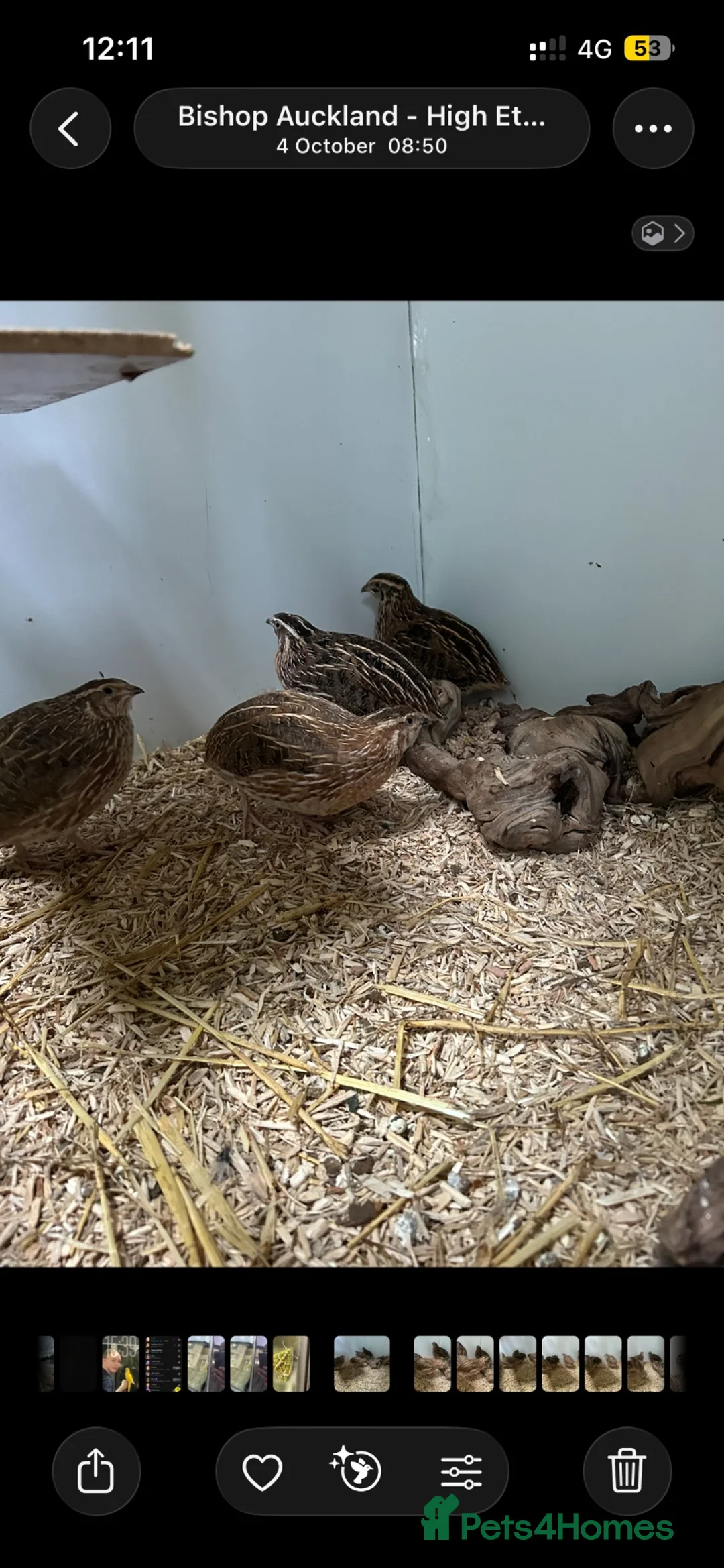 Quail poultry for sale: 6 male quail  - Advert 1