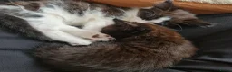 Mixed Breed cats for sale: Two Black And White Female Kittens  - Advert 2