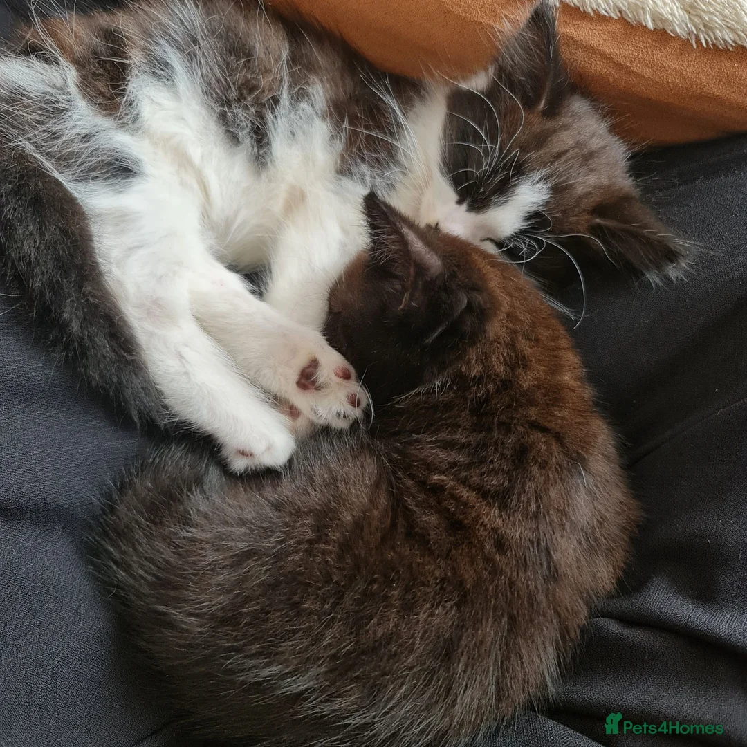 Mixed Breed cats for sale: Two Black And White Female Kittens  - Advert 2