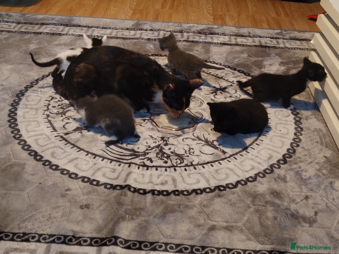 Mixed Breed cats for sale: Adorable Kittens Looking for Their Forever Homes - Advert 8