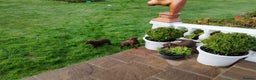 Labradoodle dogs for sale: Labradoodle puppies - Advert 13