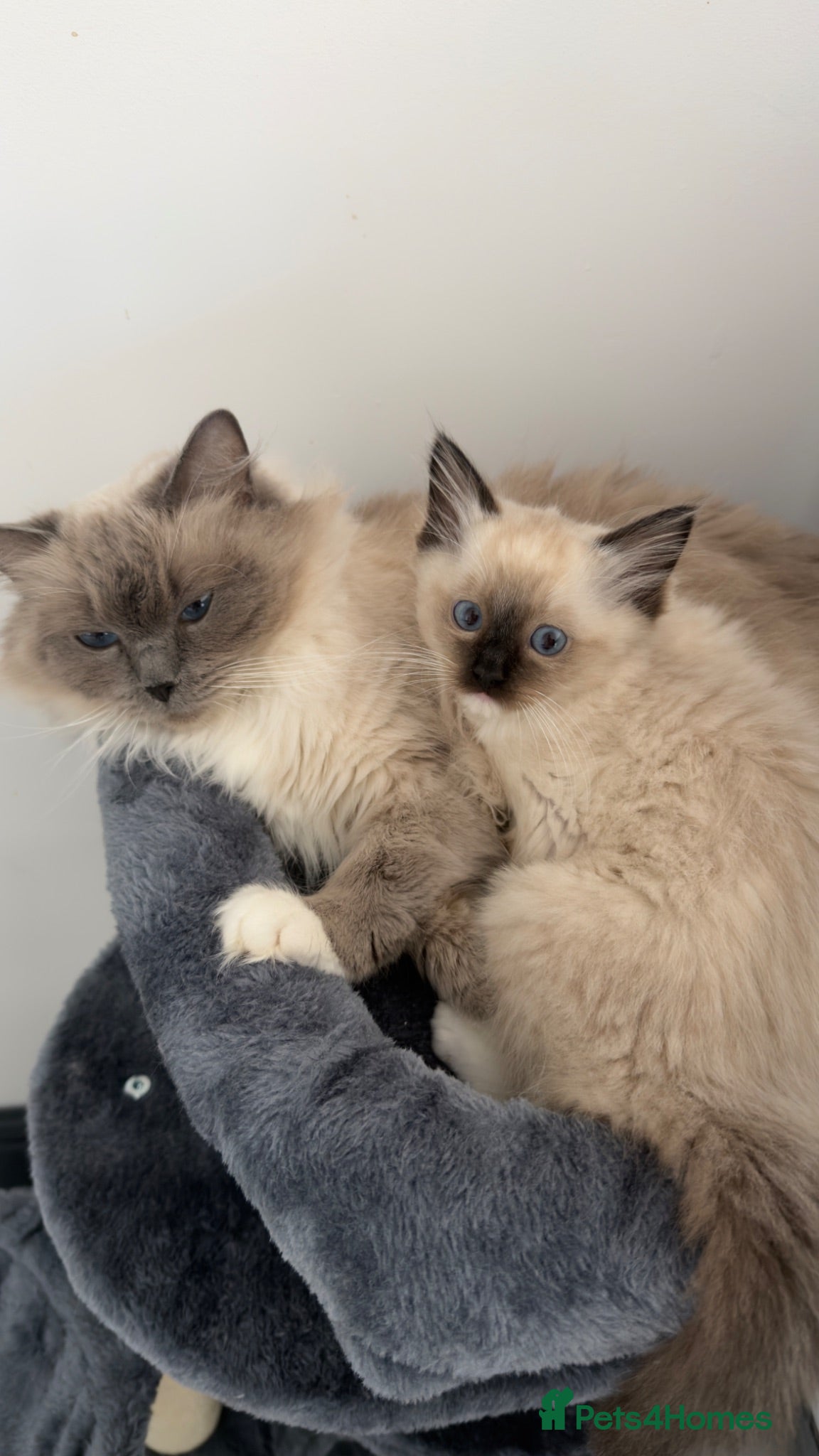 Ragdoll cats *ready to go* LAST Pedigree Ragdoll Kittens - Advert 6