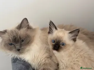 Ragdoll cats *ready to go* LAST Pedigree Ragdoll Kittens - Advert 2