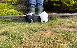 Jack Russell dogs for sale: Tri coloured Jack Russell puppies  - Image 5