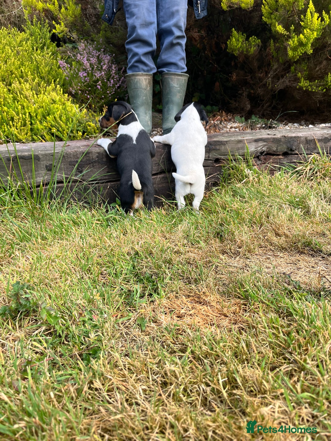 Jack Russell dogs for sale: Tri coloured Jack Russell puppies  - Image 5