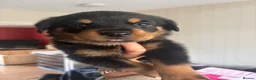 Rottweiler dogs for sale: 4 stunning Rottweiler pups available  - Advert 3