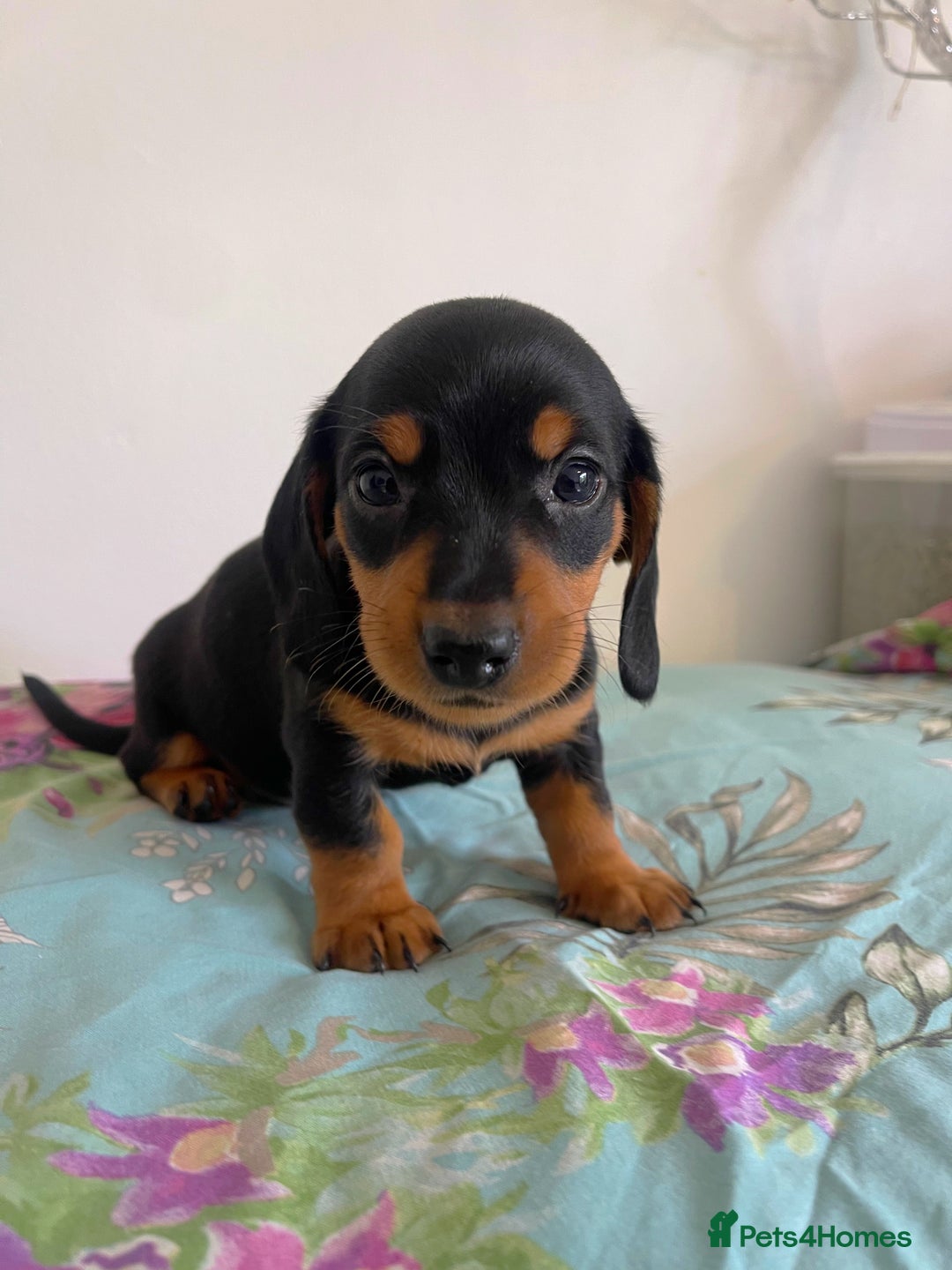 Miniature Dachshund dogs for sale: Miniature Dachshund Puppies  - Image 5