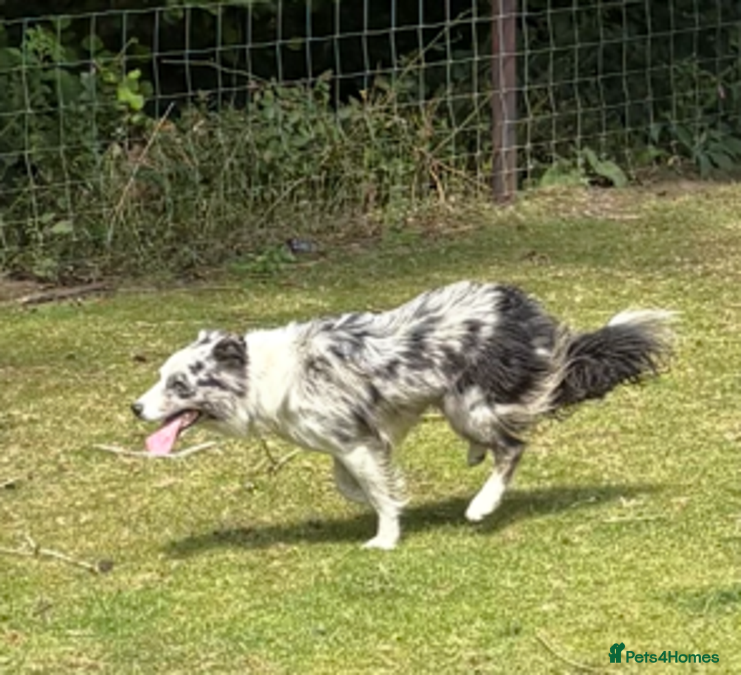 Border Collie dogs for stud: ISDS/KC Registered Blue Merle in Pontypool - Advert 11