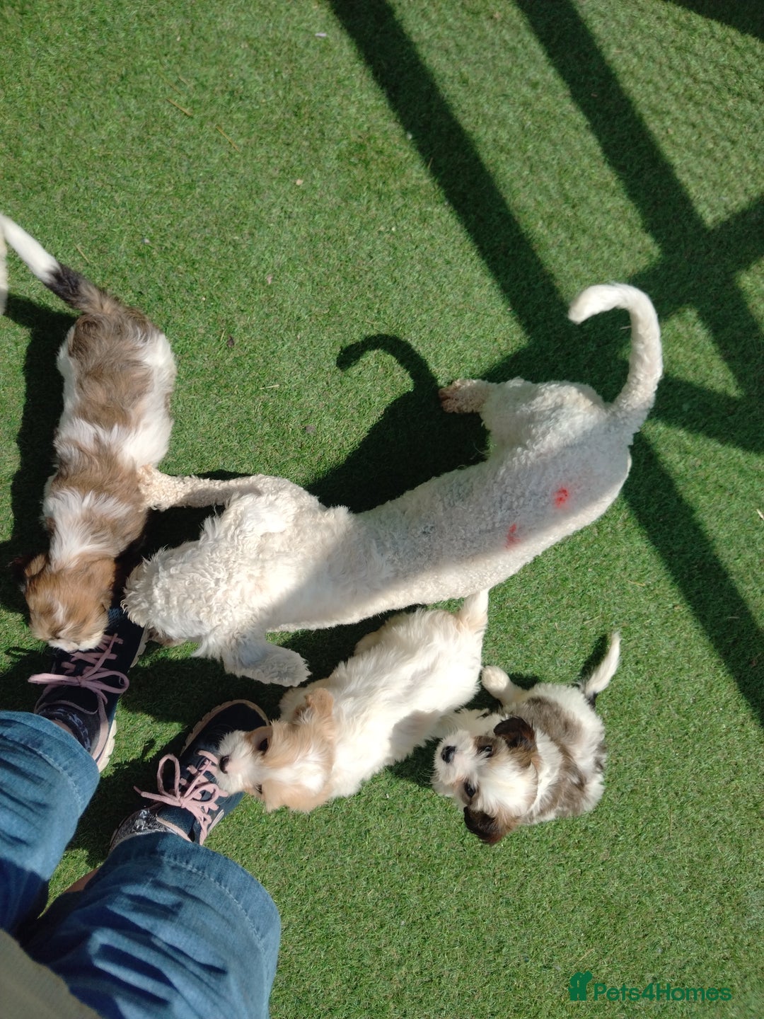 Cavachon dogs for sale: Beautiful F1 cavachons  - Image 11