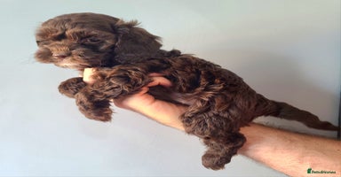 Cockapoo dogs - Advert 16