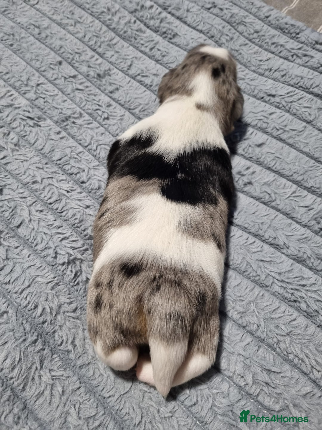 Jack Russell dogs for sale: Jack Russell X Shih Tzu Puppies - Advert 6