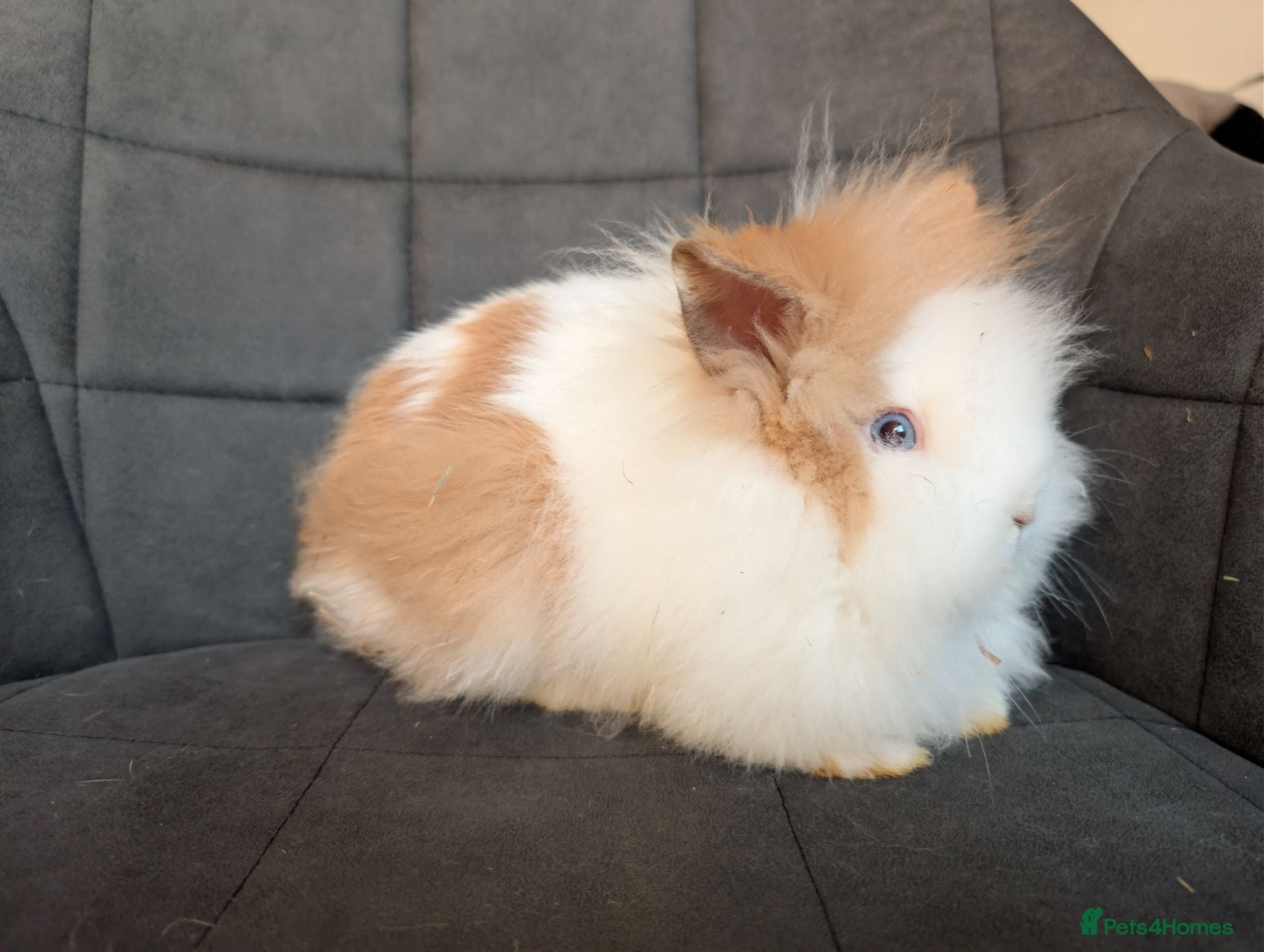 Lionhead rabbits Beautiful Double-maned Lionhead Rabbits for Sale - Advert 2
