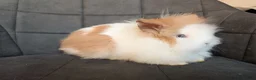 Lionhead rabbits for sale: Beautiful Double-maned Lionhead Rabbits for Sale - Advert 2