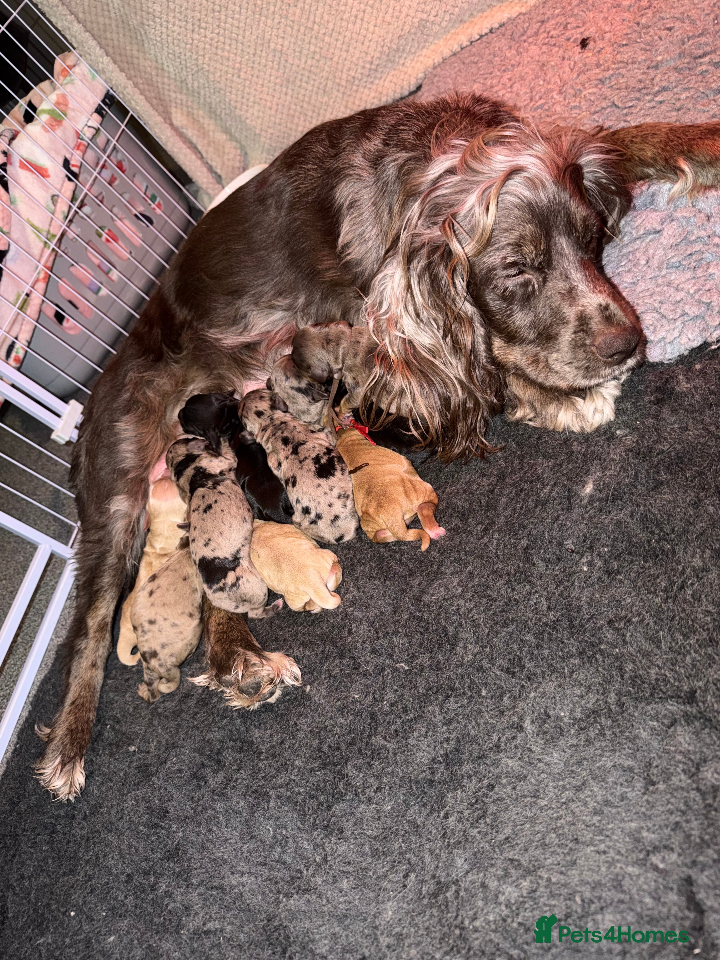 Cocker Spaniel dogs Cocker spaniel pups - Advert 13