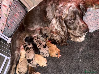 Cocker Spaniel dogs Cocker spaniel pups - Advert 3