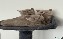 British Shorthair cats for sale: British shorthair kittens  - Image 10