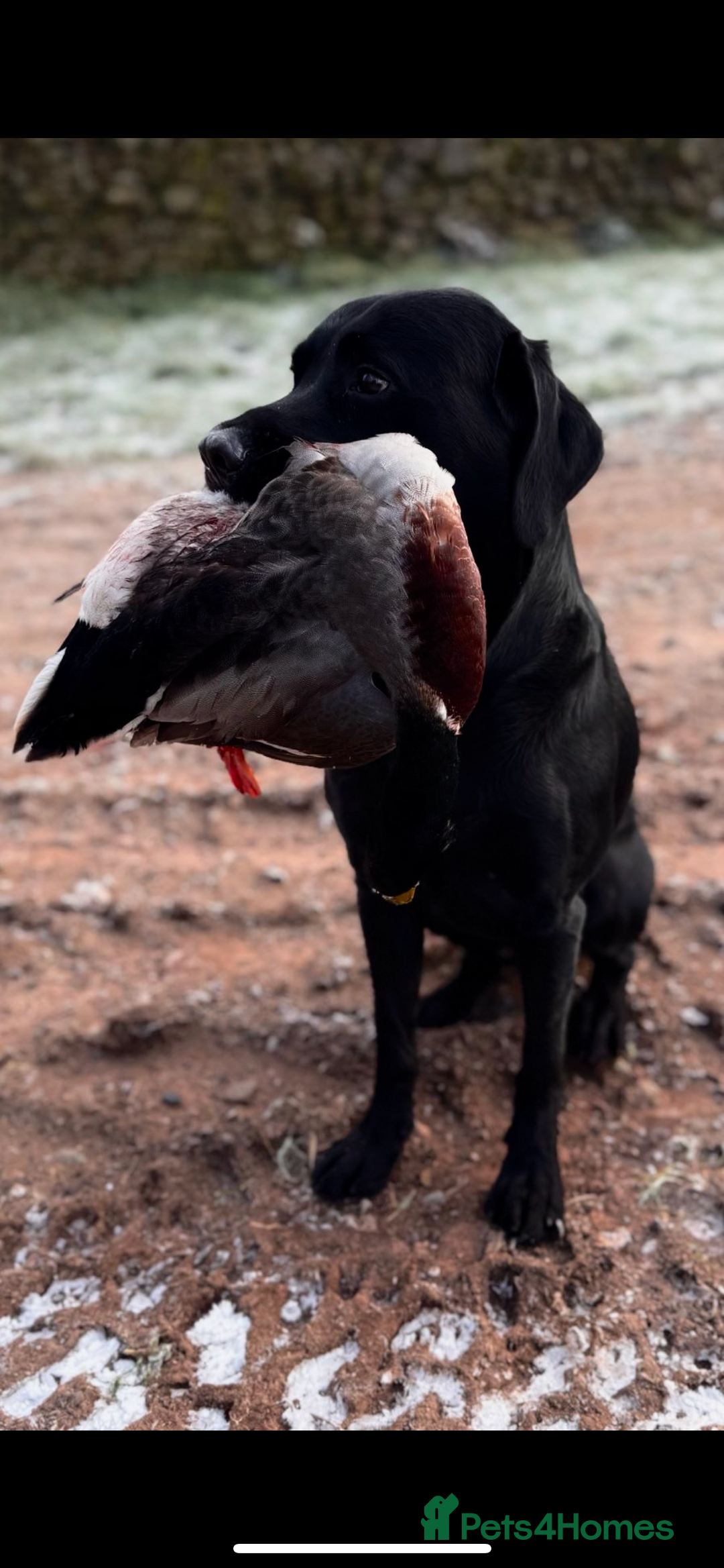 Labrador Retriever dogs for stud: Koba  - Image 4