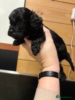 Cavapoo dogs - Advert 2