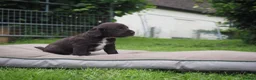 Cocker Spaniel dogs for sale: KC registered Working Cockers- Maesydderwen bred - Advert 18