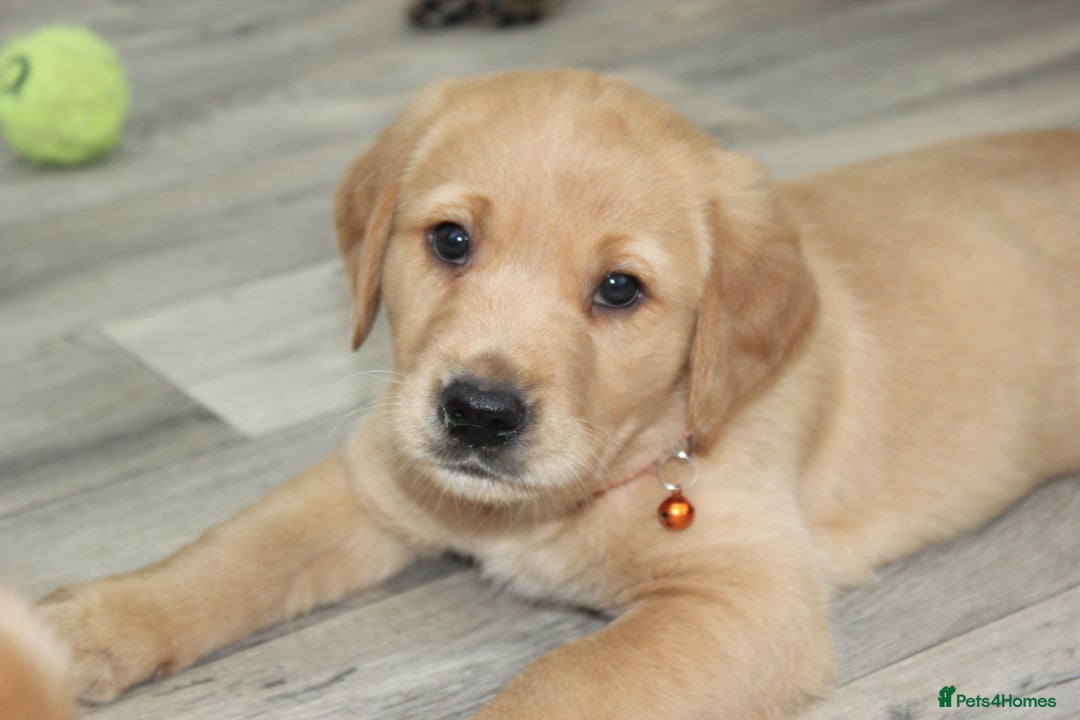 Goldador dogs for sale: Beautiful Goldador Puppies in Garndolbenmaen - Image 23