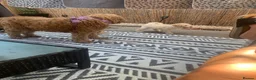 Double Doodle dogs for sale: Labradoodle  - Advert 14