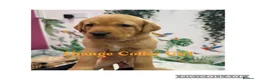 Labrador Retriever dogs for sale: Stunning Labrador Retriever Puppies  - Advert 38