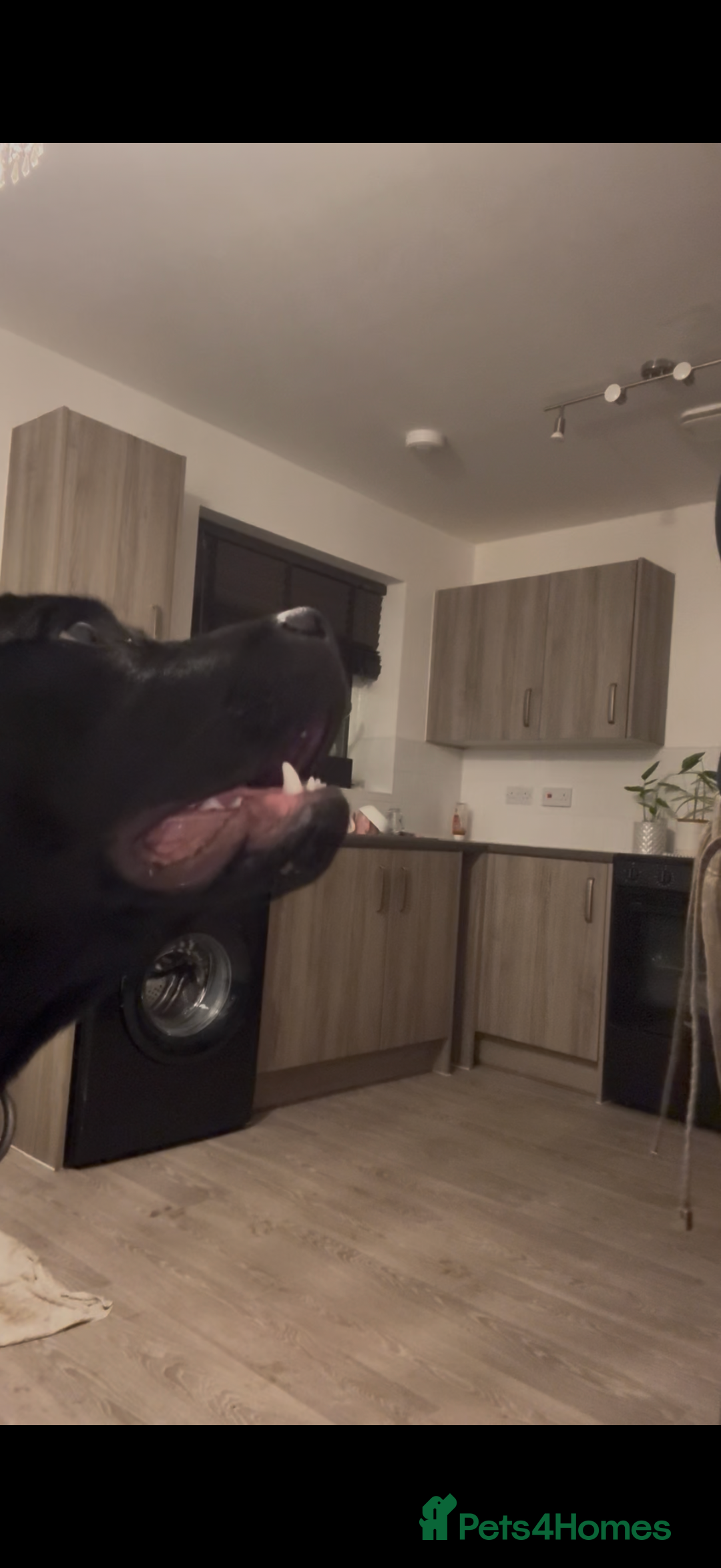 Mixed Breed dogs for sale: 8 month old male cane corso for new loving home - Advert 15