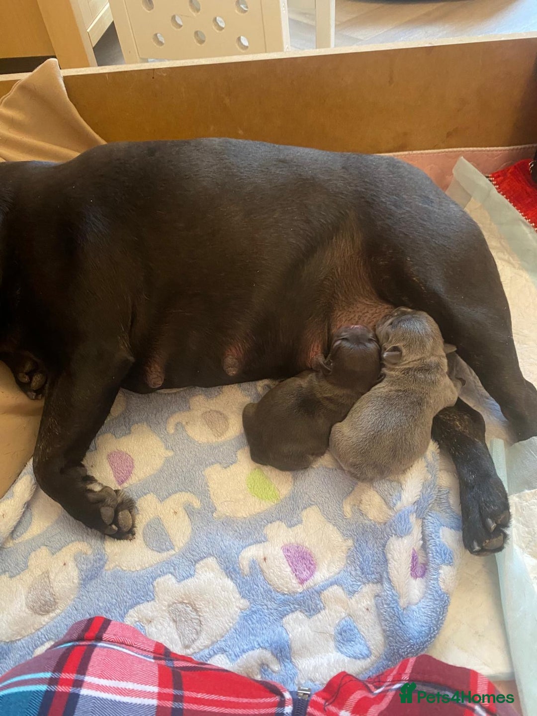 French Bulldog dogs for sale: KC French Bulldog girls puppies pure blue - Image 9