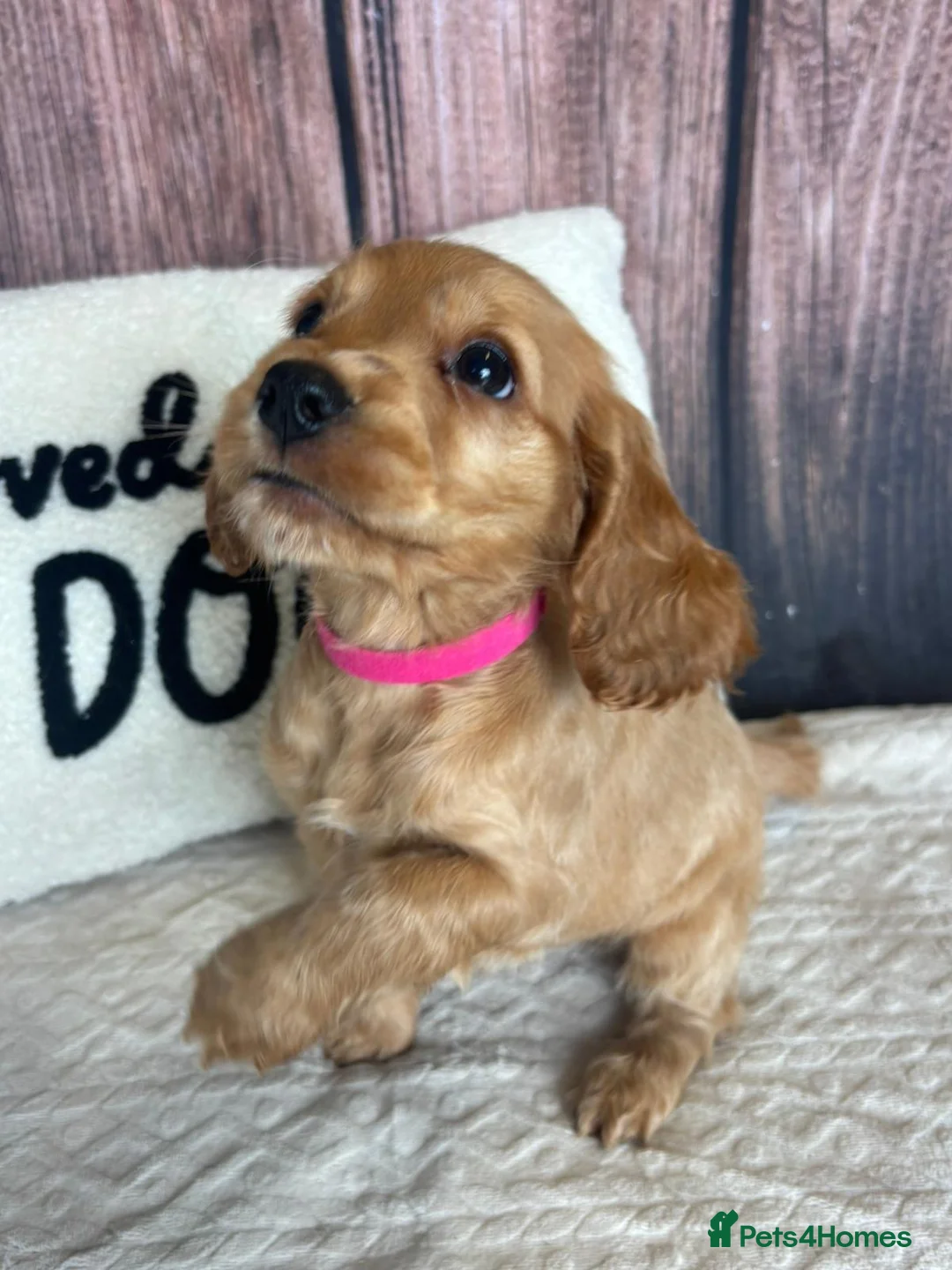 Cocker Spaniel dogs for sale: Show Type English Cocker Spaniel Puppies for sale  - Advert 5