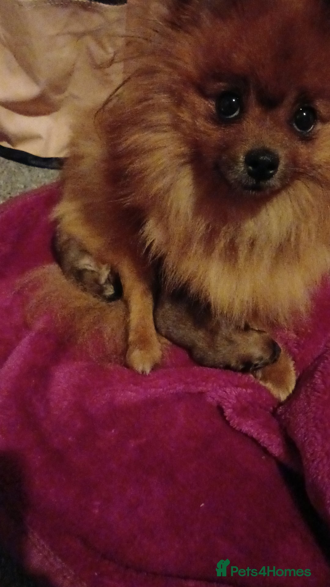 Pomeranian dogs for sale: Male pomerian  - Advert 10