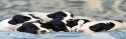 English Springer Spaniel dogs for sale: springer spaniel litter. 2 AVAILABLE  - Advert 31
