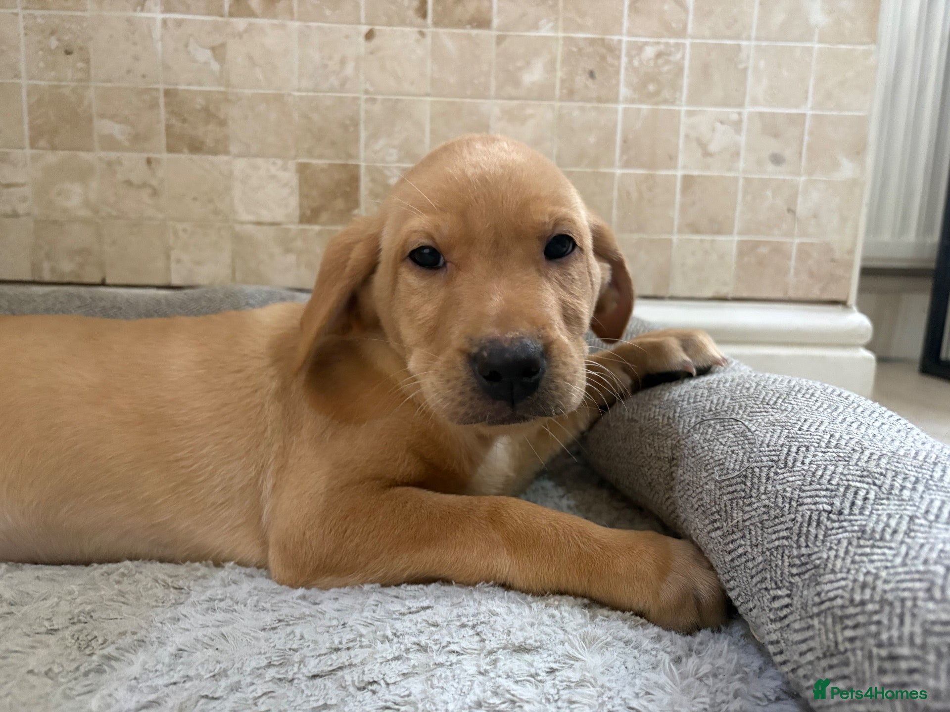 Labrador Retriever dogs for sale: Quality KC Fully Health Tested Labrador Puppy   - Advert 2