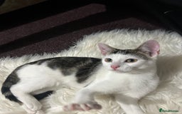 Toyger cats for sale: 4 beautiful Tabby kitties ready for new homes  - Advert 11